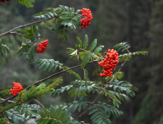 Vogelbeere (Eberesche)