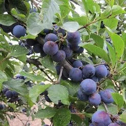 Kuchl-Zwetschge / Kriecherlpflaume