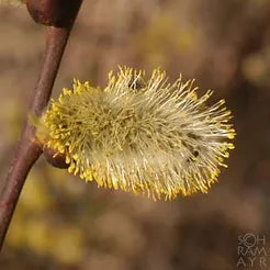 Sal-Weide (Palmkätzchen)